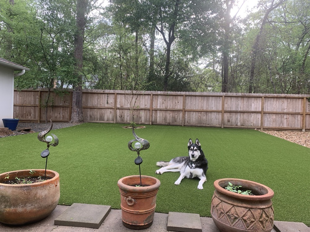Patio con grama artificial y perro husky descansando, Houston